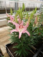 [5259 XFactor No01.JPG]